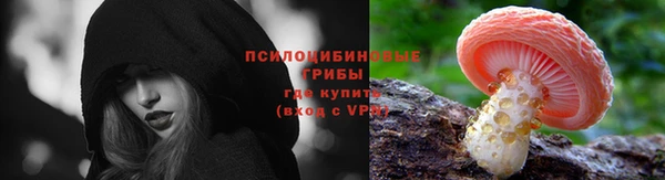 PSILOCYBIN Гусиноозёрск